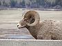 BigHornSheep