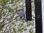 BlueJay03