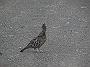Grouse