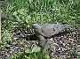 MourningDove02